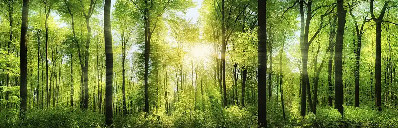 Decouvrez les esprits de la nature